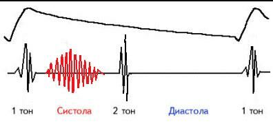 fisiol.st..jpg (10732 bytes)