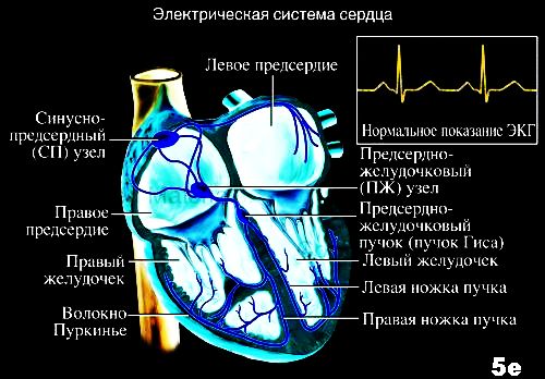 Основы электрофизиологии сердца